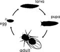 Silhouette of life cycle of fruit fly Drosophila melanogaster. Sequence of stages of development of fruit fly Drosophila